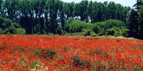 Foto rotes Mohnfeld am Rhein