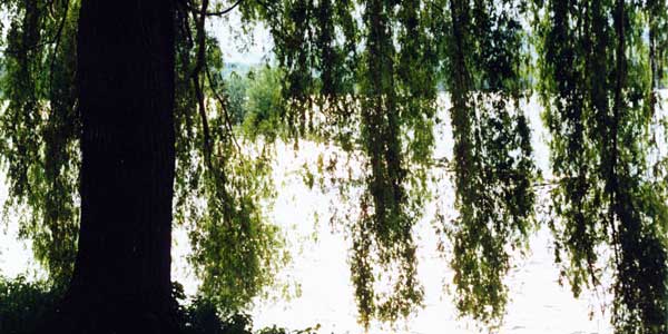 Foto Trauerweide am Rhein