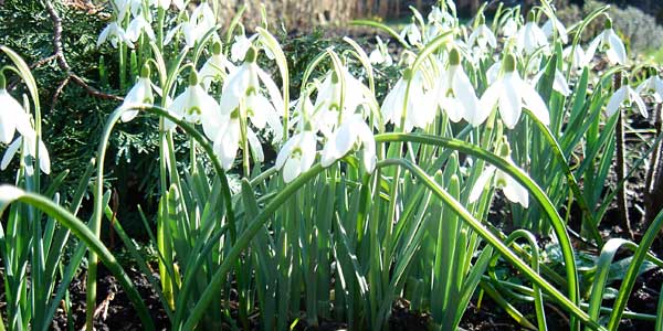 Foto Schneeglöckchen zu Frühlingsanfang